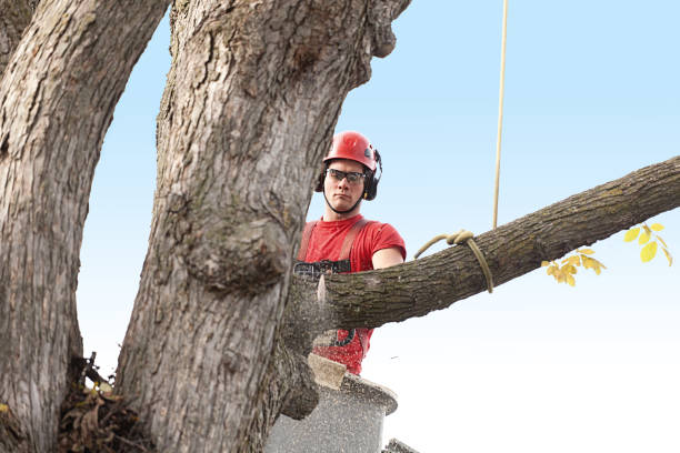 Reliable New Lexington, OH Tree Removal Services Solutions